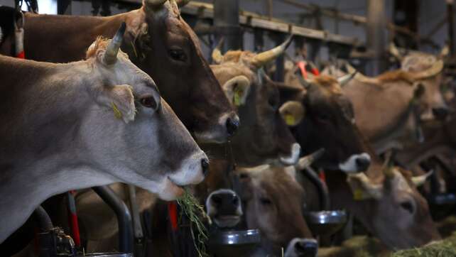33 Rinder verendet - Urteil gegen Landwirt erwartet