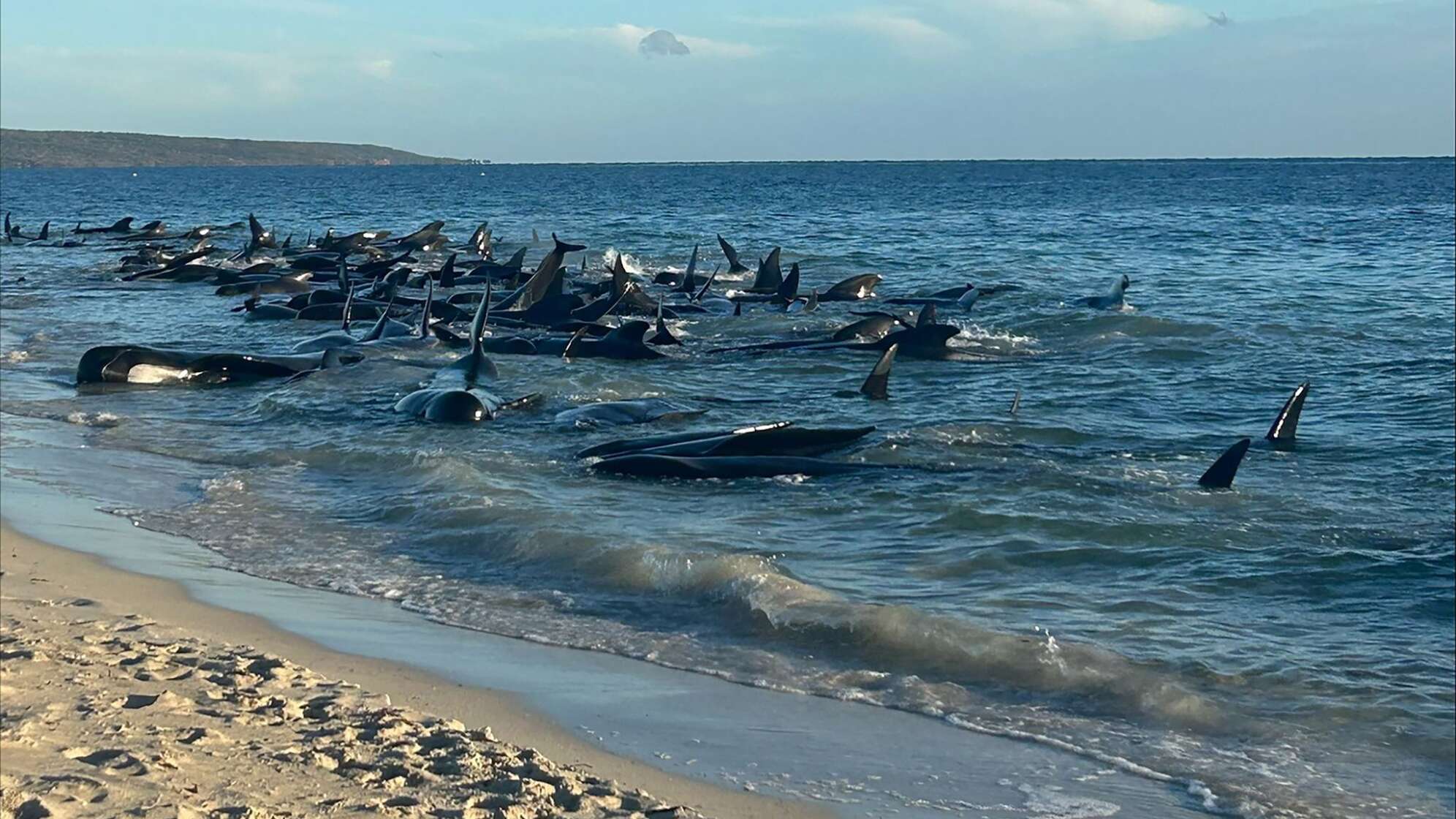 Gestrandete Wale in Australien